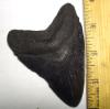 Megalodon Shark Tooth